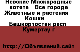 Невские Маскарадные котята - Все города Животные и растения » Кошки   . Башкортостан респ.,Кумертау г.